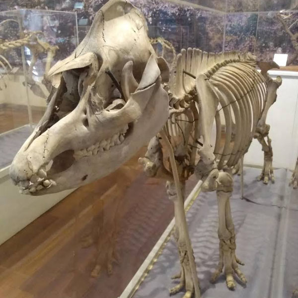 Foto: Sandriz Jaco, 2018 (Google)