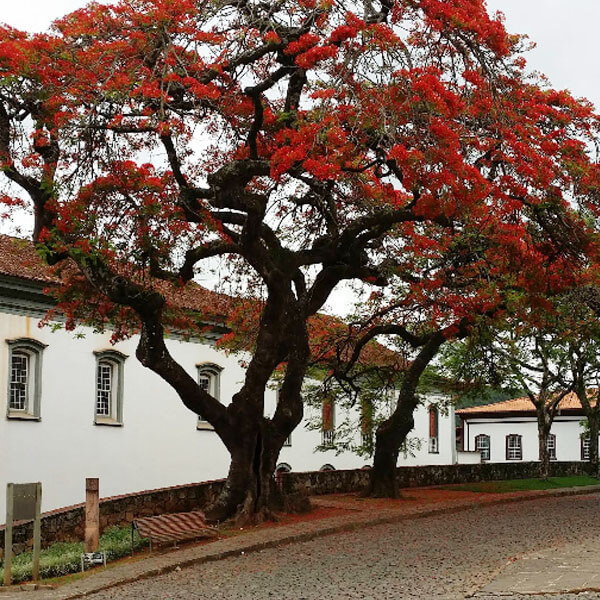 Foto: Cleo Florenca, 2019 (Google)